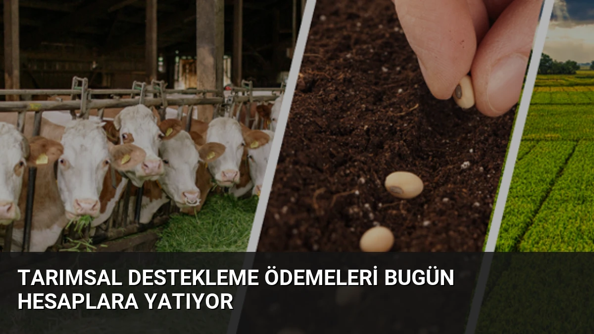 Tarımsal Destekleme Ödemeleri Bugün Hesaplara Yatıyor