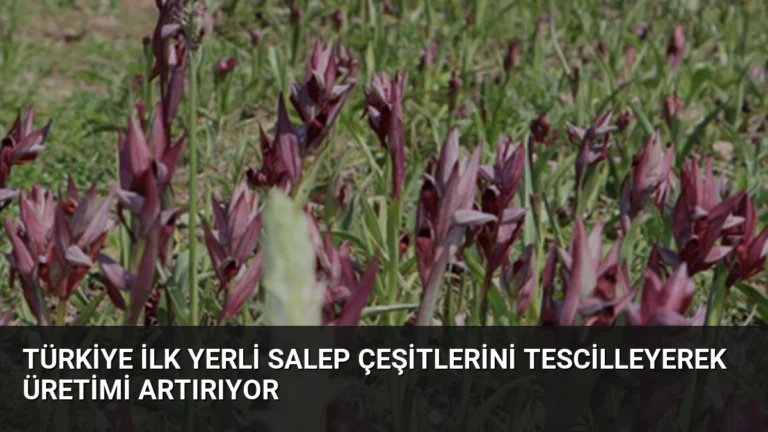 Türkiye İlk Yerli Salep Çeşitlerini Tescilleyerek Üretimi Artırıyor