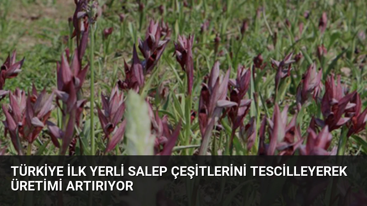 Türkiye İlk Yerli Salep Çeşitlerini Tescilleyerek Üretimi Artırıyor