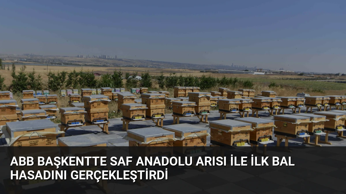 ABB Başkentte Saf Anadolu Arısı ile İlk Bal Hasadını Gerçekleştirdi