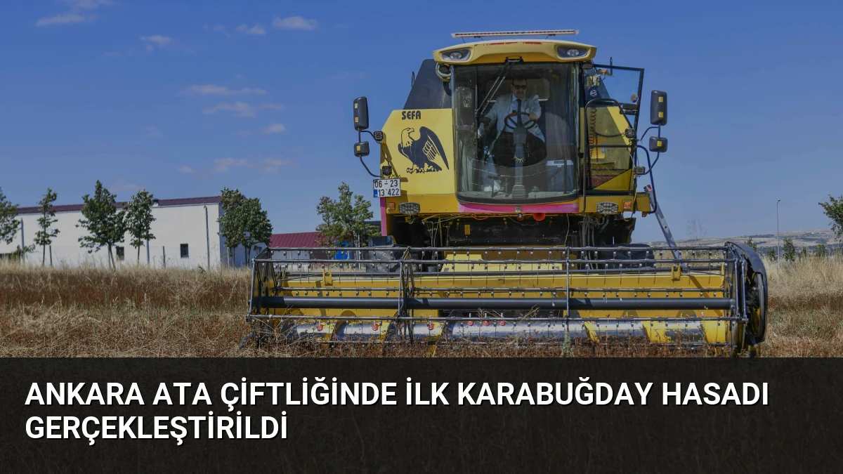 Ankara ATA Çiftliğinde İlk Karabuğday Hasadı Gerçekleştirildi