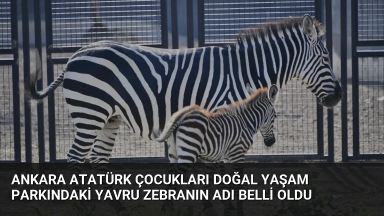 Ankara Atatürk Çocukları Doğal Yaşam Parkındaki Yavru Zebranın Adı Belli Oldu