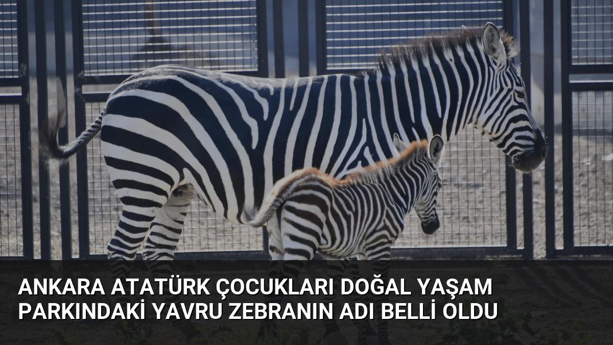 Ankara Atatürk Çocukları Doğal Yaşam Parkındaki Yavru Zebranın Adı Belli Oldu
