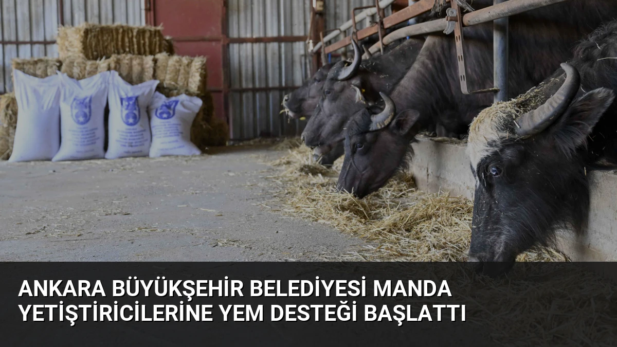 Ankara Büyükşehir Belediyesi Manda Yetiştiricilerine Yem Desteği Başlattı