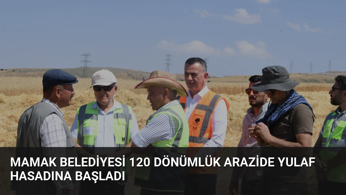 Mamak Belediyesi 120 Dönümlük Arazide Yulaf Hasadına Başladı